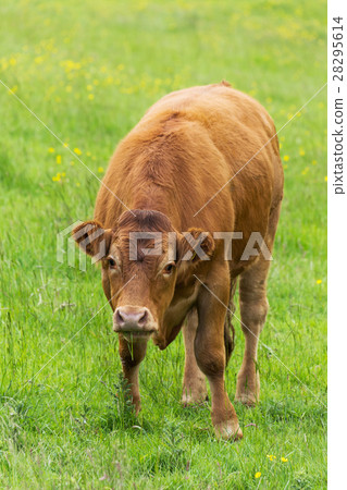 Cow Cow 28295614