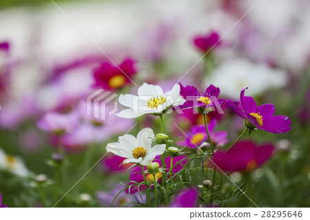 Ohasiku,波斯菊bipinnatus,波斯菊,鮮花,鮮花 Ohasiku,波斯菊bipinnatus,波斯菊,鮮花,鮮花 28295646