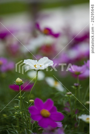 小橋菊，波斯菊，波斯菊 28295648