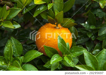 柑橘,橘子,柑橘,橘子,柑橘,橙 柑橘,橘子,柑橘,橘子,柑橘,橙 28295697