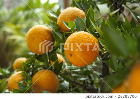 Citrus, Tachibana, Citrus, oranges, citrus, orange Citrus, Tachibana, Citrus, oranges, citrus, orange 28295700