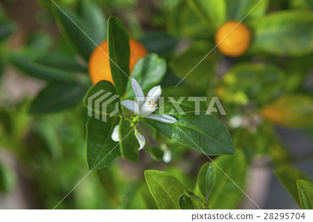  Citrus, Tachibana, Citrus, oranges, citrus, orange 28295704