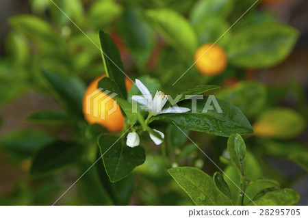  Citrus, Tachibana, Citrus, oranges, citrus, orange 28295705