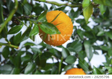  柑橘，橘子，柑橘，橘子，柑橘，橙 28295706