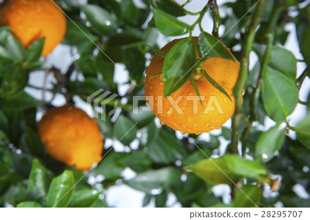 柑橘,橘子,柑橘,橘子,柑橘,橙 柑橘,橘子,柑橘,橘子,柑橘,橙 28295707