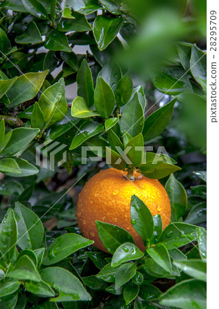 柑橘,橘子,柑橘,橘子,柑橘,橙 柑橘,橘子,柑橘,橘子,柑橘,橙 28295709