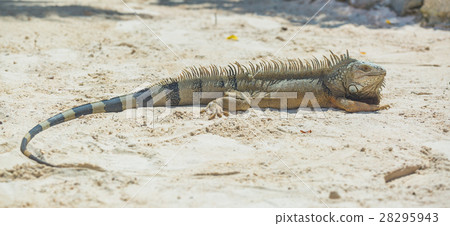 Iguana in Aruba beach. 28295943