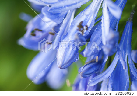 Blue bell flower, Blue bell flower, Blue bell flower, Flowers, Fresh flower Blue bell flower, Blue bell flower, Blue bell flower, Flowers, Fresh flower 28296020