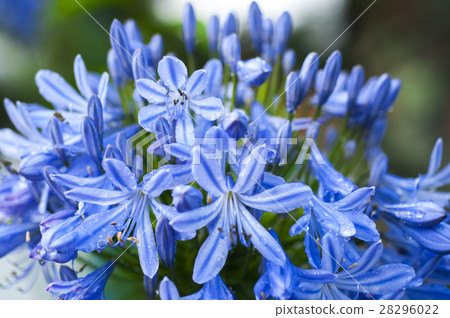 藍鈴花，藍鈴花，藍鈴花，花，鮮花 28296022