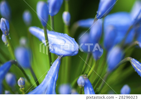 藍鈴花，藍鈴花，藍鈴花，花，鮮花 28296023