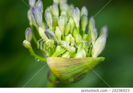 藍鈴花，藍鈴花，藍鈴花，花，鮮花 28296025