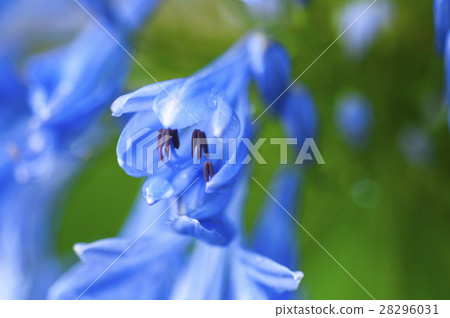 藍鈴花，藍鈴花，藍鈴花，花，鮮花 28296031