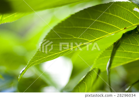  Leaves, veins, light, leaves, veins, translucent, leaves, veins, light, 28296034