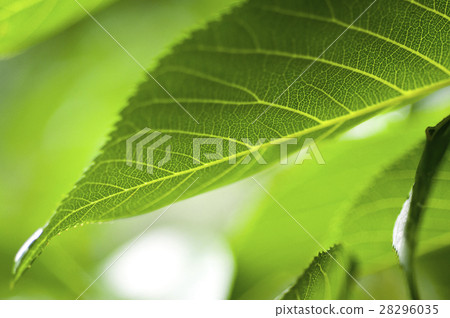  Leaves, veins, light, leaves, veins, translucent, leaves, veins, light, 28296035
