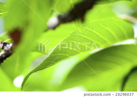  Leaves, veins, light, leaves, veins, translucent, leaves, veins, light, 28296037