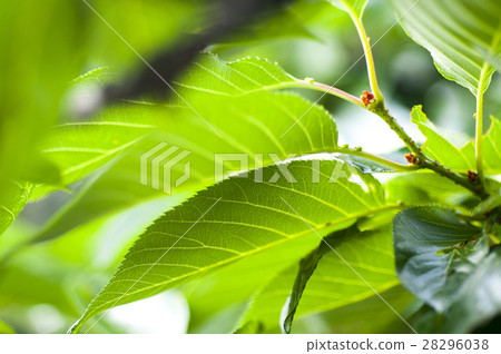  Leaves, veins, light, leaves, veins, translucent, leaves, veins, light, 28296038