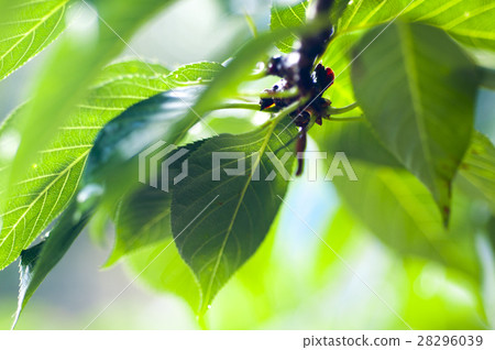  Leaves, veins, light, leaves, veins, translucent, leaves, veins, light, 28296039