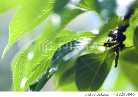  Leaves, veins, light, leaves, veins, translucent, leaves, veins, light, 28296040