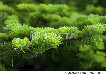 Cypress, coniferous, Cypress, coniferous, alfalfa, cedar 28296045