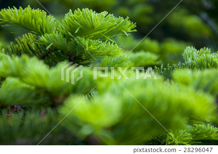 柏樹,針葉柏，Cypress, coniferous，サイプレス、杉針 28296047