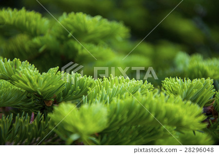 柏樹,針葉柏，Cypress, coniferous，サイプレス、杉針 28296048