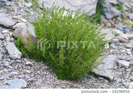 Azusa Hosoha, Artemisia morrisonensis, Egeria sagebrush 28296050