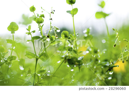 Spring, vine flower, Arachis duranensis, spring, peanut man, spring, early spring, flowers 28296060