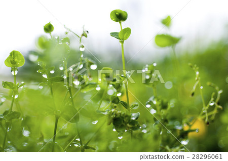 Spring, vine flower, Arachis duranensis, spring, peanut man, spring, early spring, flowers Spring, vine flower, Arachis duranensis, spring, peanut man, spring, early spring, flowers 28296061