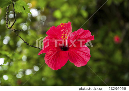 柿花，沙漠石榴，芙蓉木槿，阿爾特亞是沙漠玫瑰， 28296066