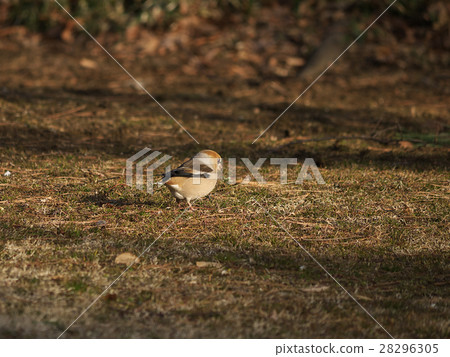 陰影向右 28296305