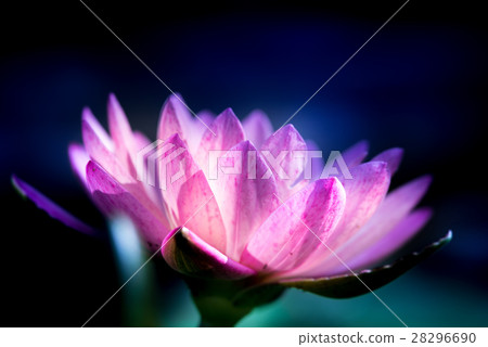 Tropical water lily (water lily) Tropical water lily (water lily) 28296690
