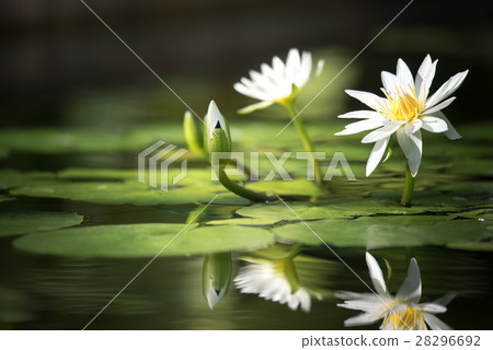Tropical water lily (water lily) Tropical water lily (water lily) 28296692