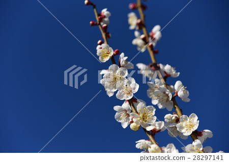 白梅 28297141