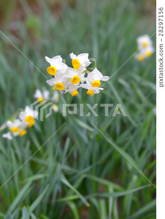 水仙 水仙 28297156