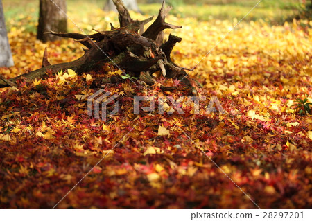Deciduous leaves of Takayamaji 28297201