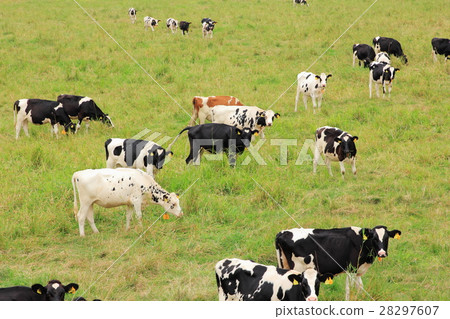 Grazed cow Grazed cow 28297607