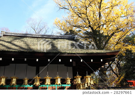 The yellow leaves of Kawai Shrine The yellow leaves of Kawai Shrine 28297661