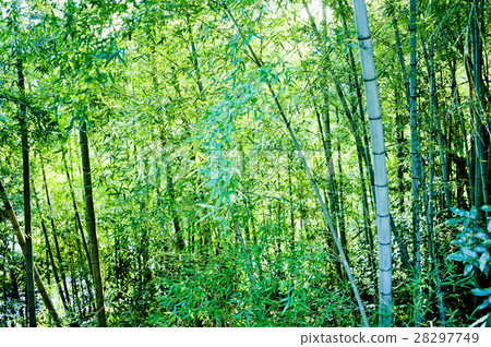 Bamboo grove Bamboo grove 28297749