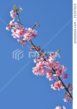 Kawazu cherry tree 28297824