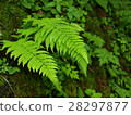 Fern leaf　 28297877