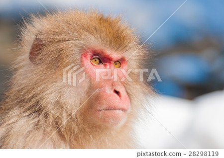 Snow monkey Snow monkey 28298119