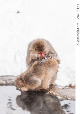 Snow monkey 28298165
