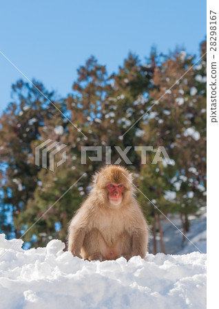 Snow monkey Snow monkey 28298167