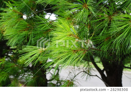 Fine leaves are refreshing straw pine 28298308