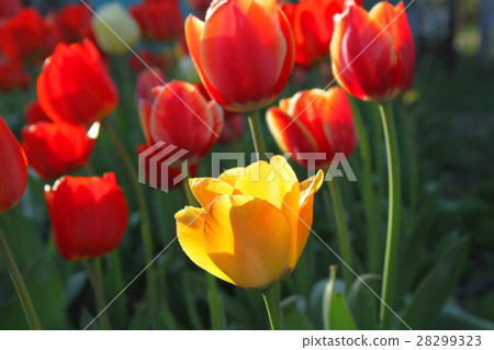 Beautiful bright red and yellow tulips 28299323