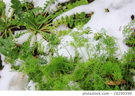 Vegetable buried in snow Vegetable buried in snow 28299399