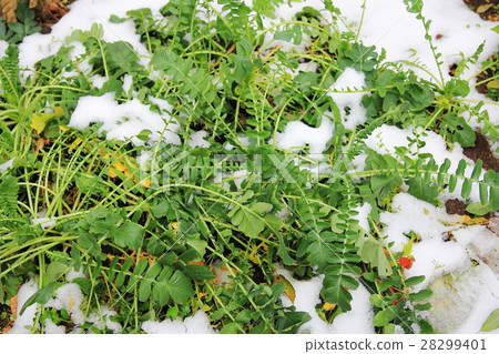 Field of early winter Field of early winter 28299401