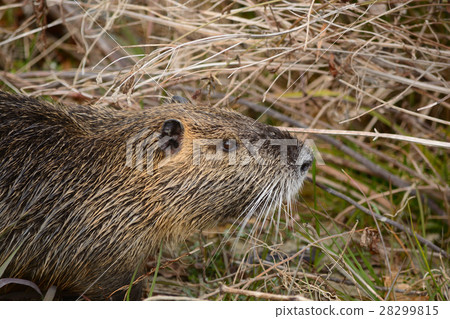 Alien species nutria 28299815