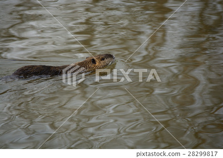 Alien species nutria 28299817