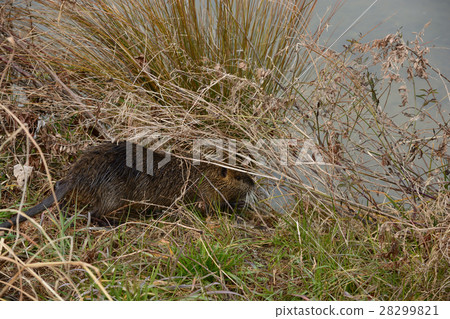 Alien species nutria Alien species nutria 28299821